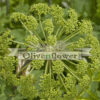 Angelica archangelica