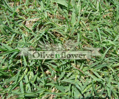 Couch Grass - Cynodon dactylon