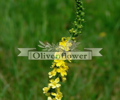 Agrimonia eupatoria