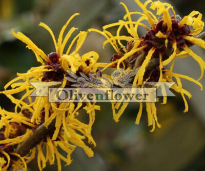 Hamamelis virginiana
