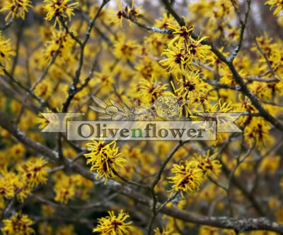 Hamamelis virginiana