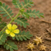 Tribulus terrestris