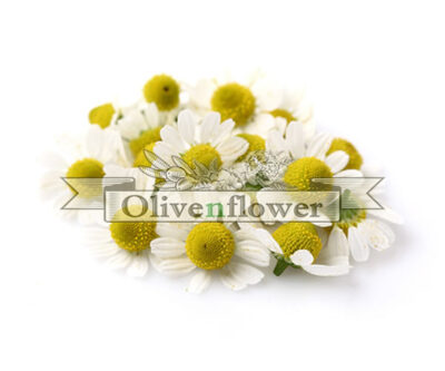 Chamomile