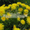 Dandelion - Taraxacum