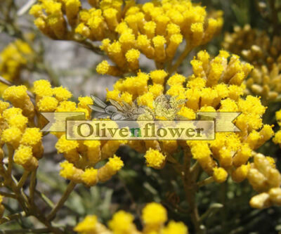 Helichrysum Italicum