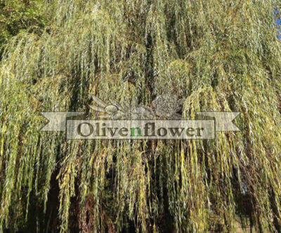 Ιτιά -  Ιτέα - Salix