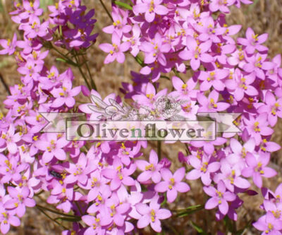 Centaurium minus moench