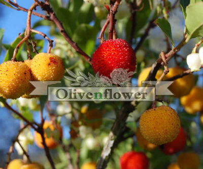 Κουμαριά (arbutus unedo) αποξηραμένη 40gr