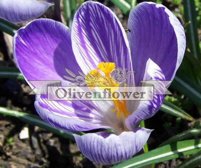 Crocus sativus - saffron