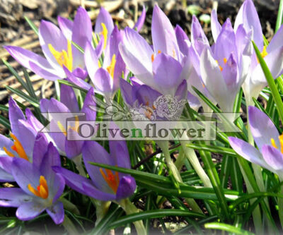 crocus_sativus_3