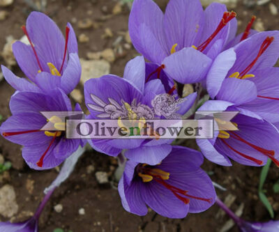 crocus_sativus_5