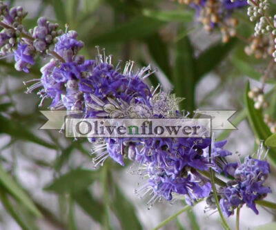 Chaste tree - Αgnus castus