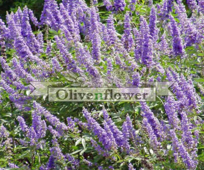 Wicker (Αgnus castus)