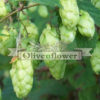 Hops (Humulus Lupulus)