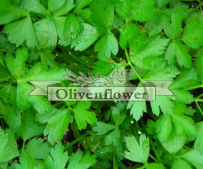 Parsley (Petroselinum)