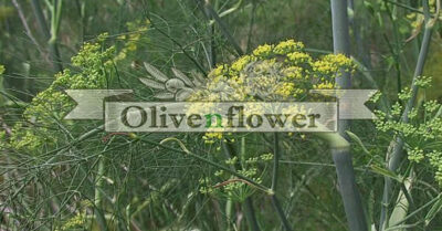 Οφέλη του μάραθου