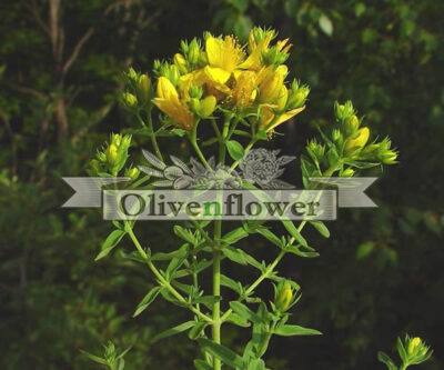 Hypericum perforatum