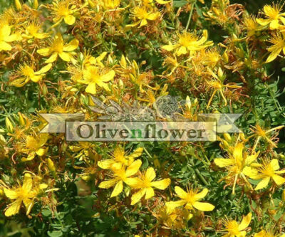 Hypericum perforatum