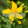 Hypericum Perforatum
