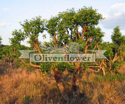 Pausinystalia yohimbe