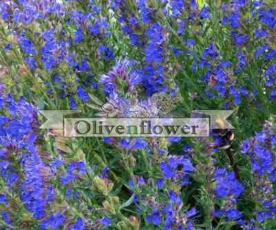 HYSSOPUS OFFICINALIS dried 40gr