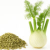 Benefits of Fennel: Fresh fennel plant with leaves and seeds on a white background – natural properties and uses for health and cooking