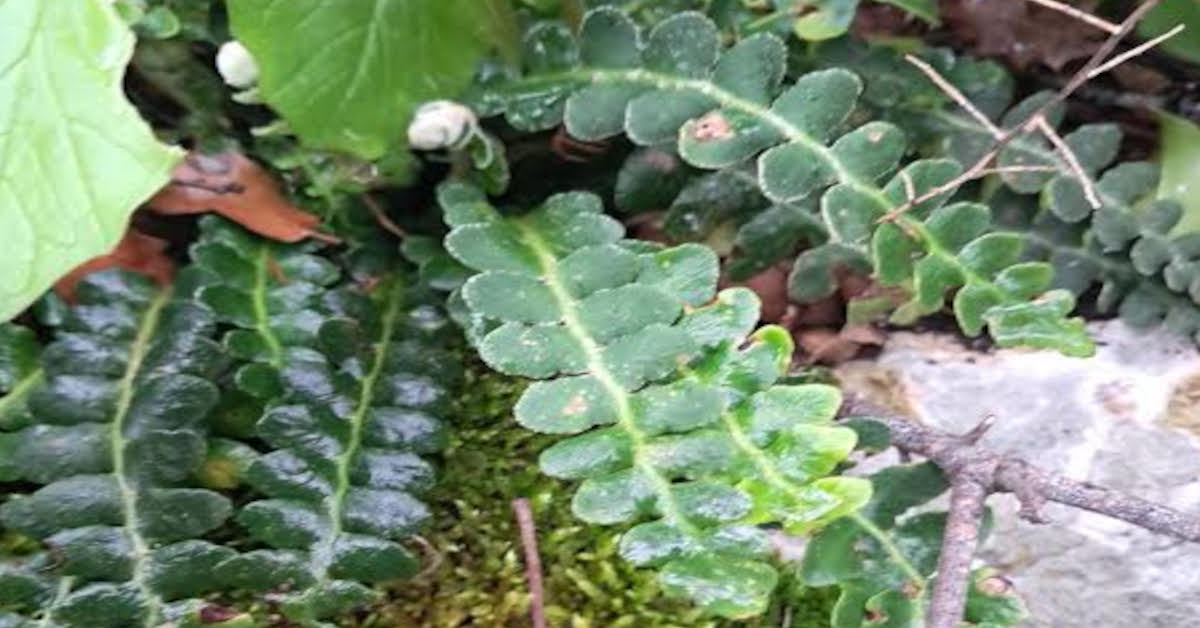 Σκορπιδόχορτο Ιδιότητες και Χρήσεις. (Ασπλήνιο το κητεράχιο).