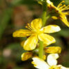 Agrimony benefits - Nature's Herb for Wellness and Balance
