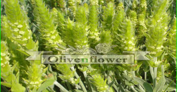 Σιδερίτης Ποικιλίες, Καλλιέργεια και Τρόποι Παρασκευής και Ιδιότητες