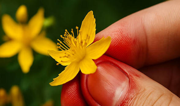 Βαλσαμόχορτο (Σπαθόχορτο) - Το βότανο του φωτός και της φροντίδας